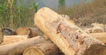 Tinh dầu Pơmu – Hinoki (Pemou) Essential Oil