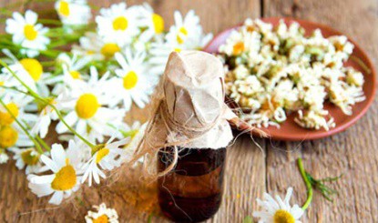 Tinh dầu Cúc La Mã – Chamomile essential Oil