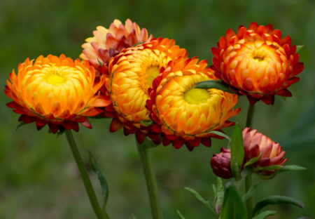 Tinh dầu Cúc Trường Sinh – Helichrysum Essential Oil/ Immortelle Essential Oil/ Everlasting Essential Oil