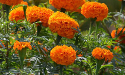 Tinh dầu Cúc Vạn Thọ - Marigold Essential Oil/ Tagetes Erecta  Essential Oil