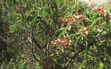 Tinh dầu Đại hồi – Star anise essential Oil