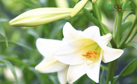 Tinh dầu hoa Bách hợp