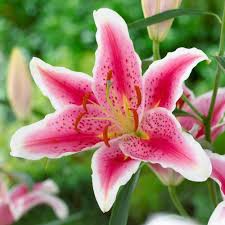 Tinh dầu hoa ly – Fragrance Natural Lily Oil