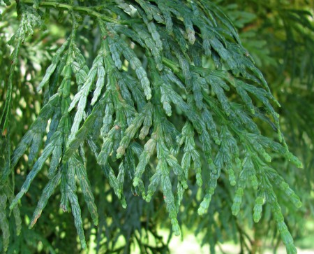 Tinh dầu Bách xanh – Calocedrus macrolepis