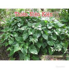 Tinh dầu Thiên Niên Kiện - Homalomena Occulta Essential Oil