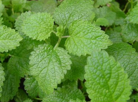 Tinh dầu tía tô đất – Melissa Essential Oil